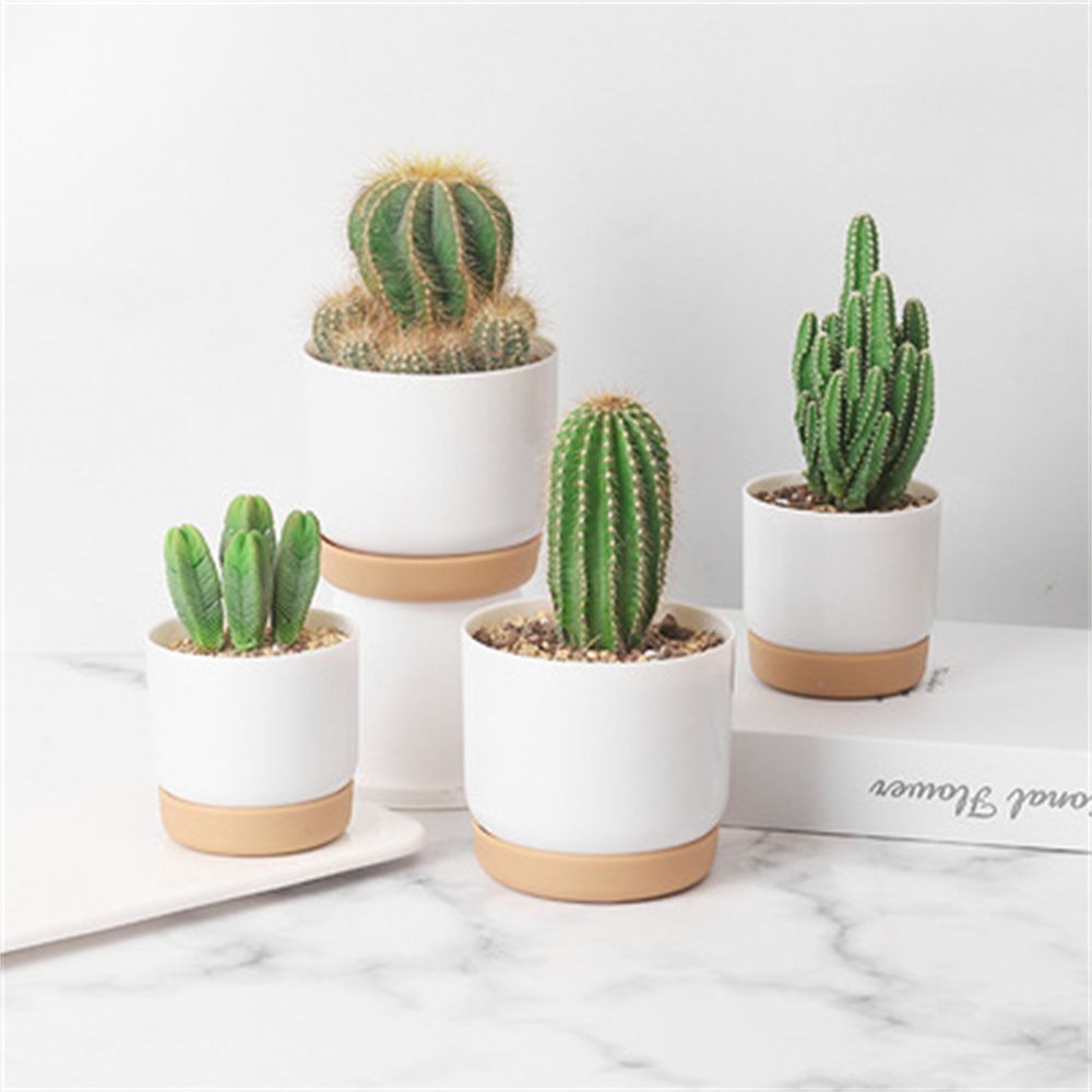 Round Cactus Succulent Plants  – Echeveria Succulent Bewertung und Preis