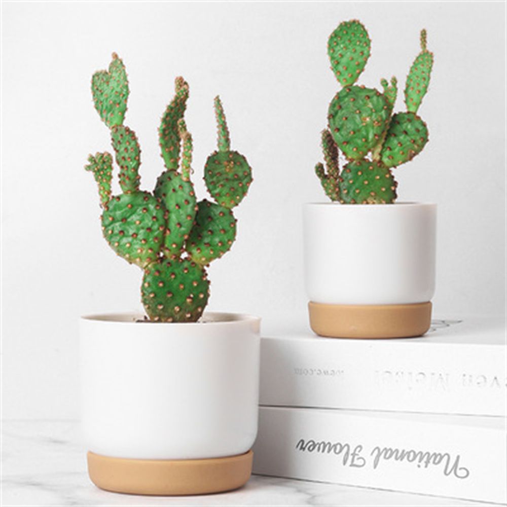 Round Cactus Succulent Plants  – Echeveria Succulent Bewertung und Preis
