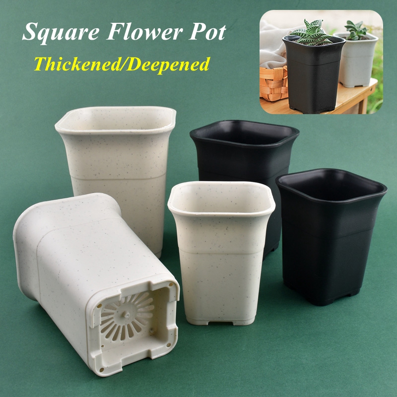 5/10Pcs Deepened Square Plants – Echeveria Succulent Bewertung und Preis