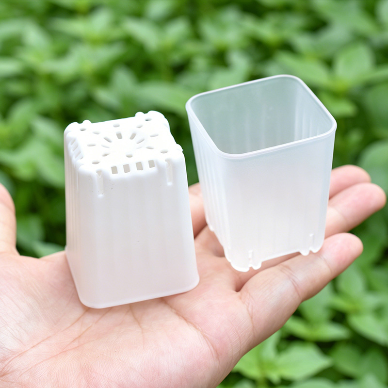50-100Pcs 4cm Mini Thicken Whi – Echeveria Succulent Bewertung und Preis