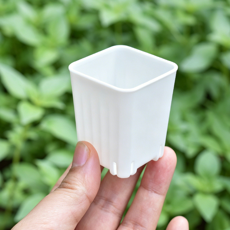 50-100Pcs 4cm Mini Thicken Whi – Echeveria Succulent Bewertung und Preis