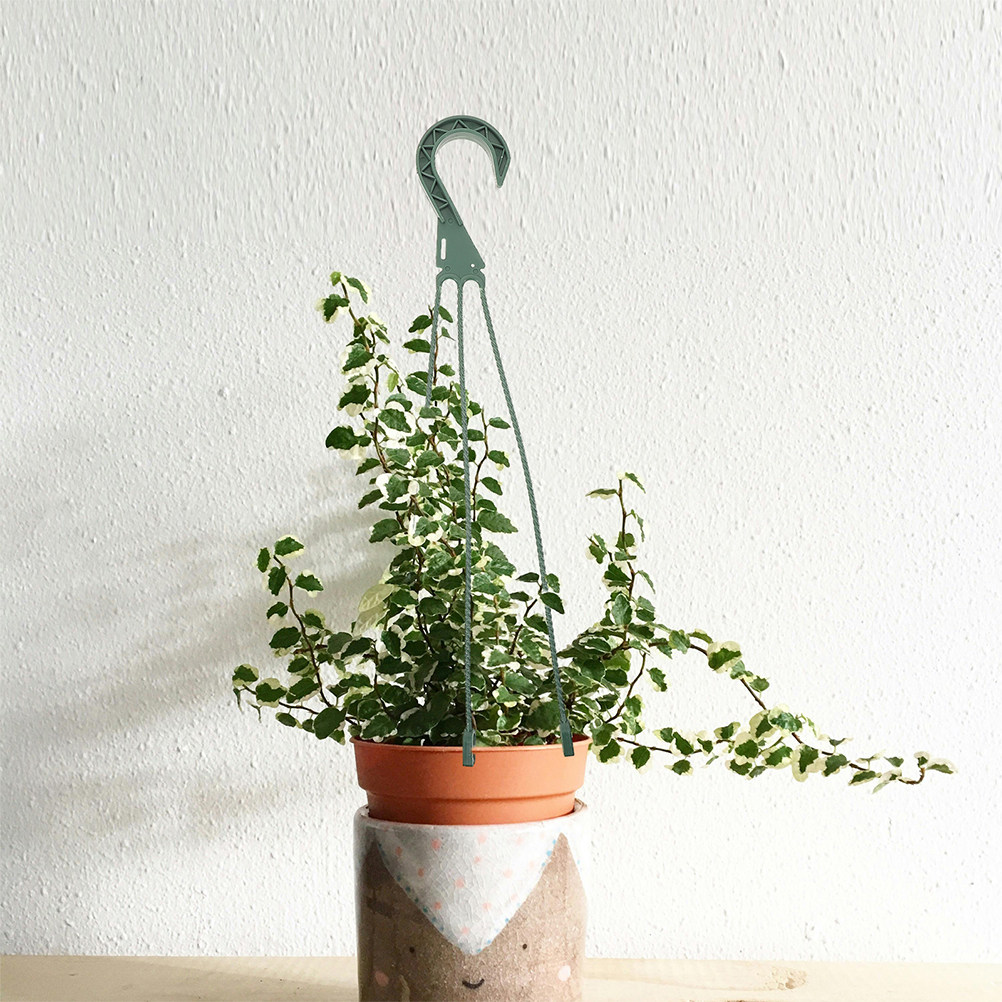 5Pcs Hanging Basket Chain Set  – Spider Plant Hanging Bewertung und Preis