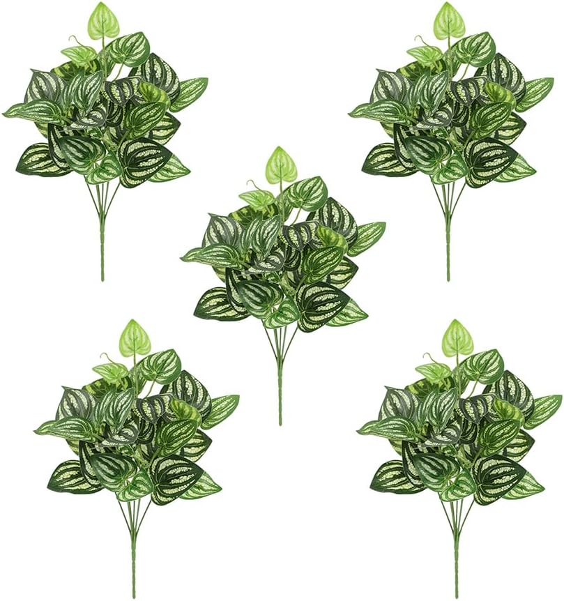 5Pcs Watermelon Peperomia Arti – Peperomia Watermelon Bewertung und Preis