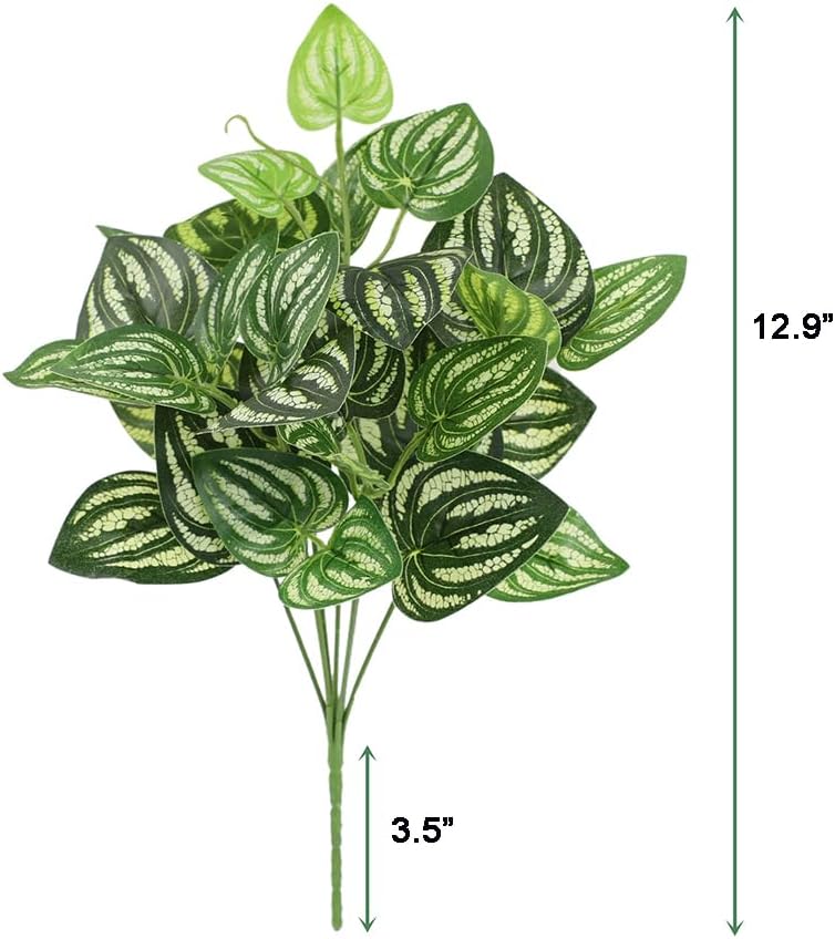 5Pcs Watermelon Peperomia Arti – Peperomia Watermelon Bewertung und Preis