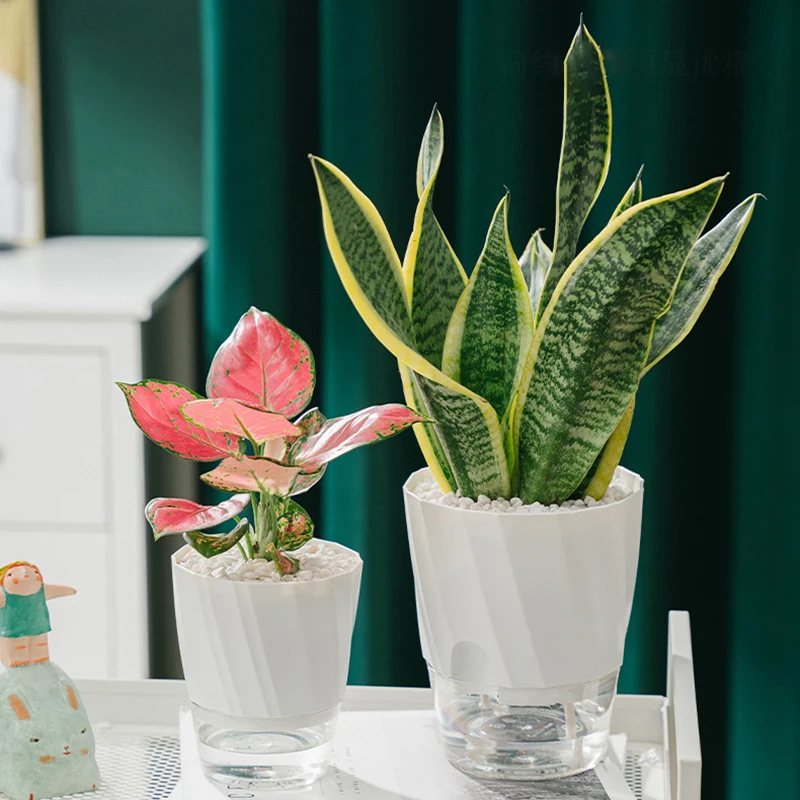 Lazy Hydroponic Flower Pot Aut – Aloe Vera Pot Bewertung und Preis