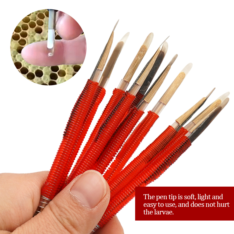 5/10Pcs Beekeeping Grafting To – Begonia Rex Bewertung und Preis
