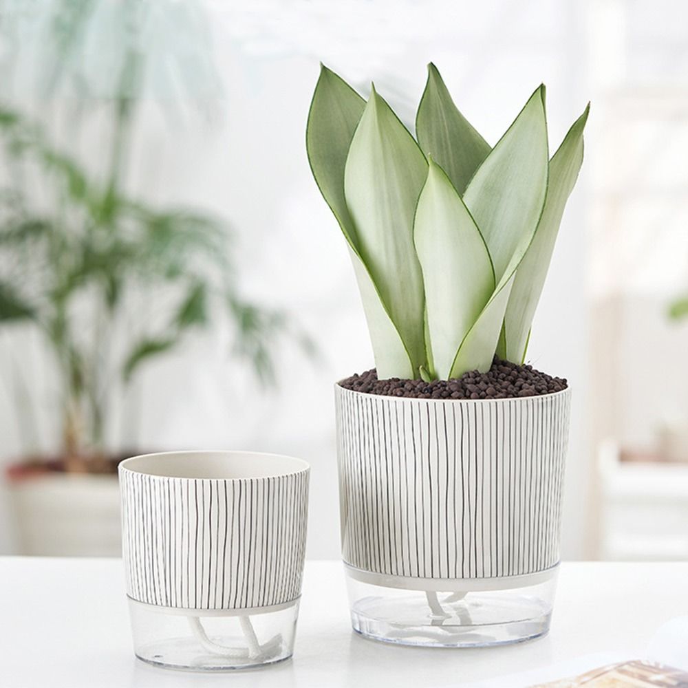 Transparent Self-watering Plan – Aloe Vera Pot Bewertung und Preis