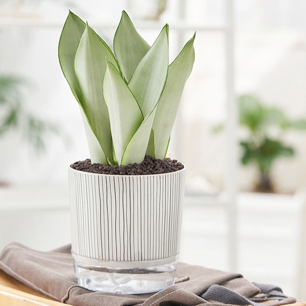 Transparent Self-watering Plan – Aloe Vera Pot Bewertung und Preis
