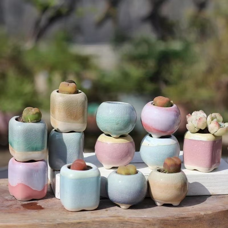 6Pcs Mini Flowerpot Succulents – Echeveria Succulent Bewertung und Preis