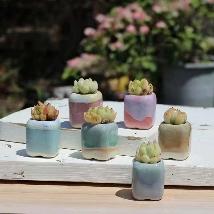 6Pcs Mini Flowerpot Succulents – Echeveria Succulent Bewertung und Preis